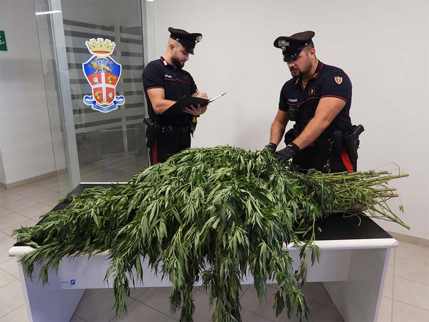 Pianta Cannabis sequestrate a Bono