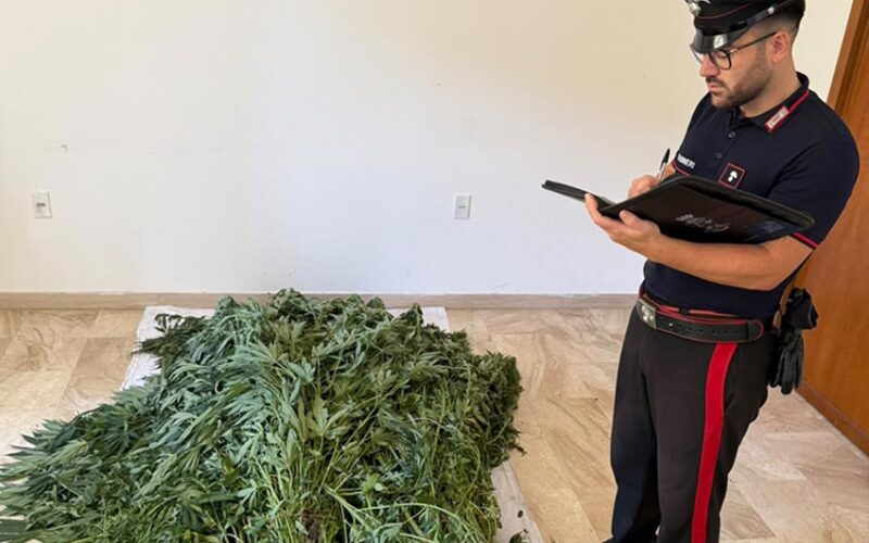 Piantagione di cannabis scoperte a Bultei