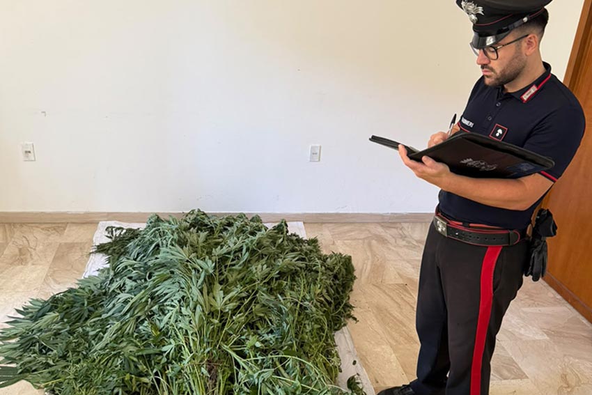 Piantagione di cannabis scoperte a Bultei