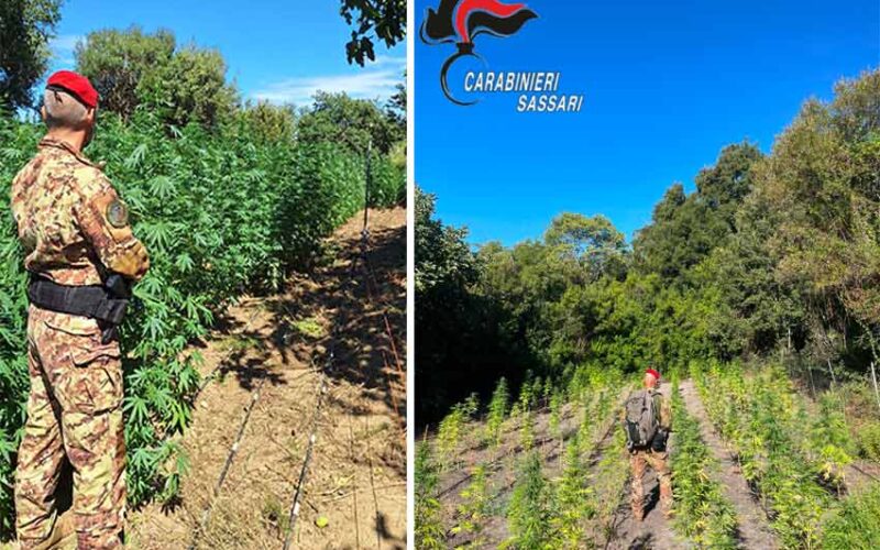 Piantagioni di Cannabis a Bono e Ala dei Sardi
