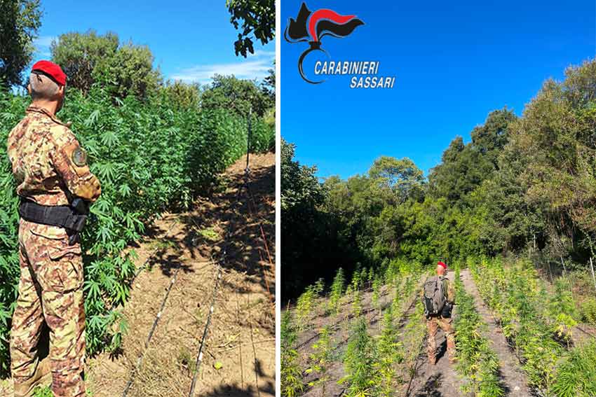 Piantagioni di Cannabis a Bono e Ala dei Sardi