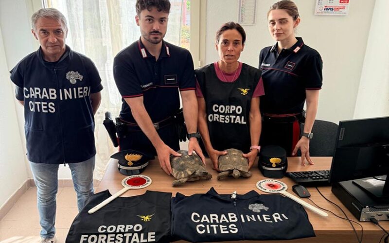Tartarughe sequestrate a Bono