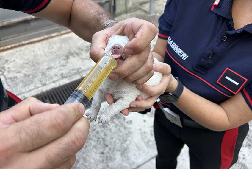 Bonorva, i Carabinieri salvano sei cagnolini abbandonati sulla Statale 131 2 Bonorva cuccioli trovati 131
