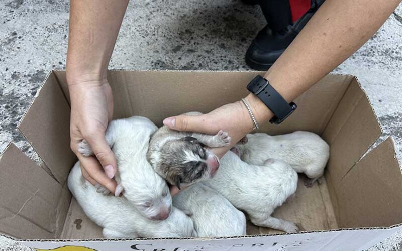Cuccioli soccorsi a Bonorva carabinieri 131