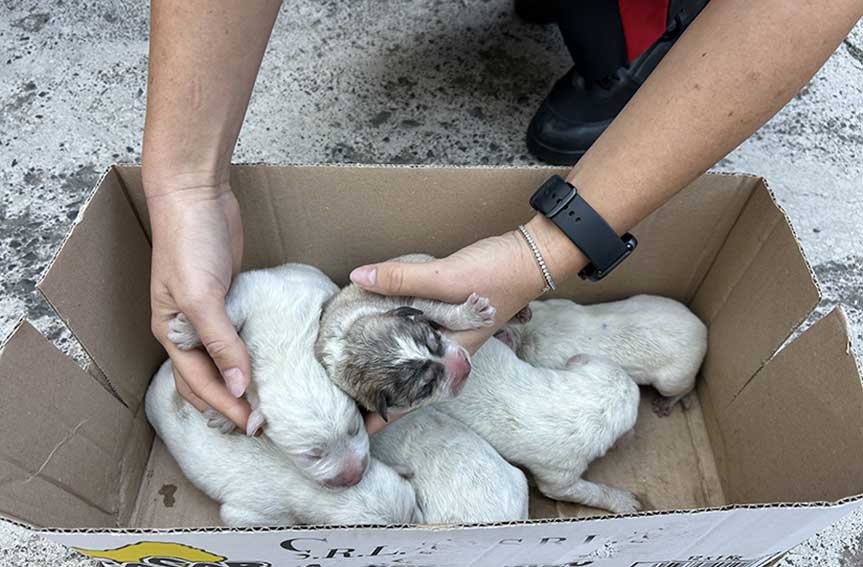 Cuccioli soccorsi a Bonorva carabinieri 131