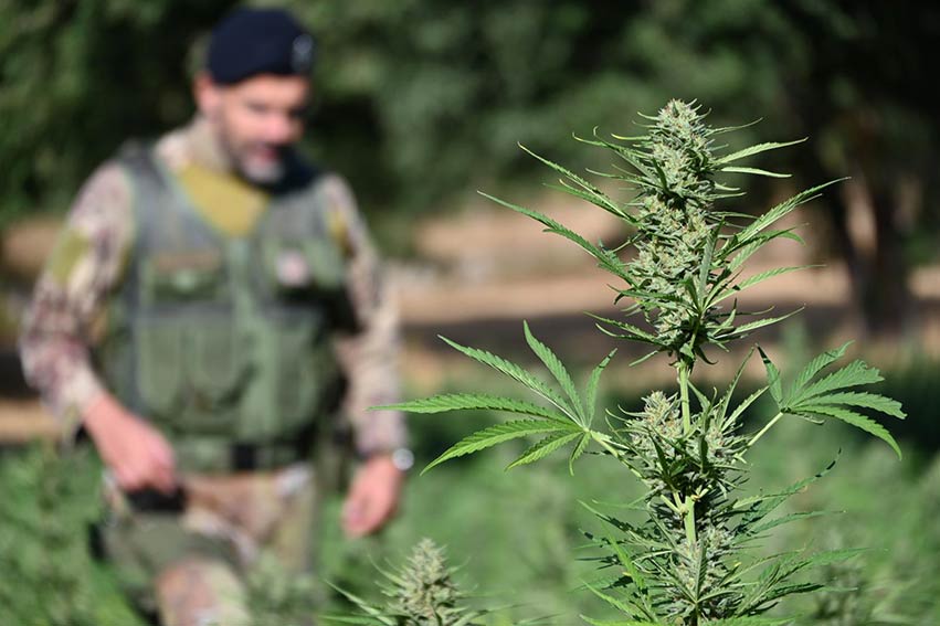 Marijuana sequestrata a Onani e Lula