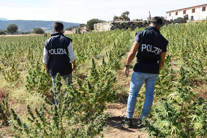 Piantagione cannabis Ottana