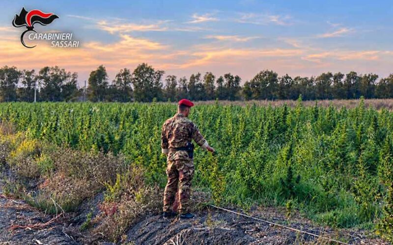 Piantagione marijuana loiri Porto san paolo 4 arresti