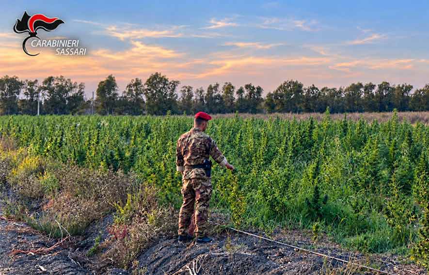 Piantagione marijuana loiri Porto san paolo 4 arresti